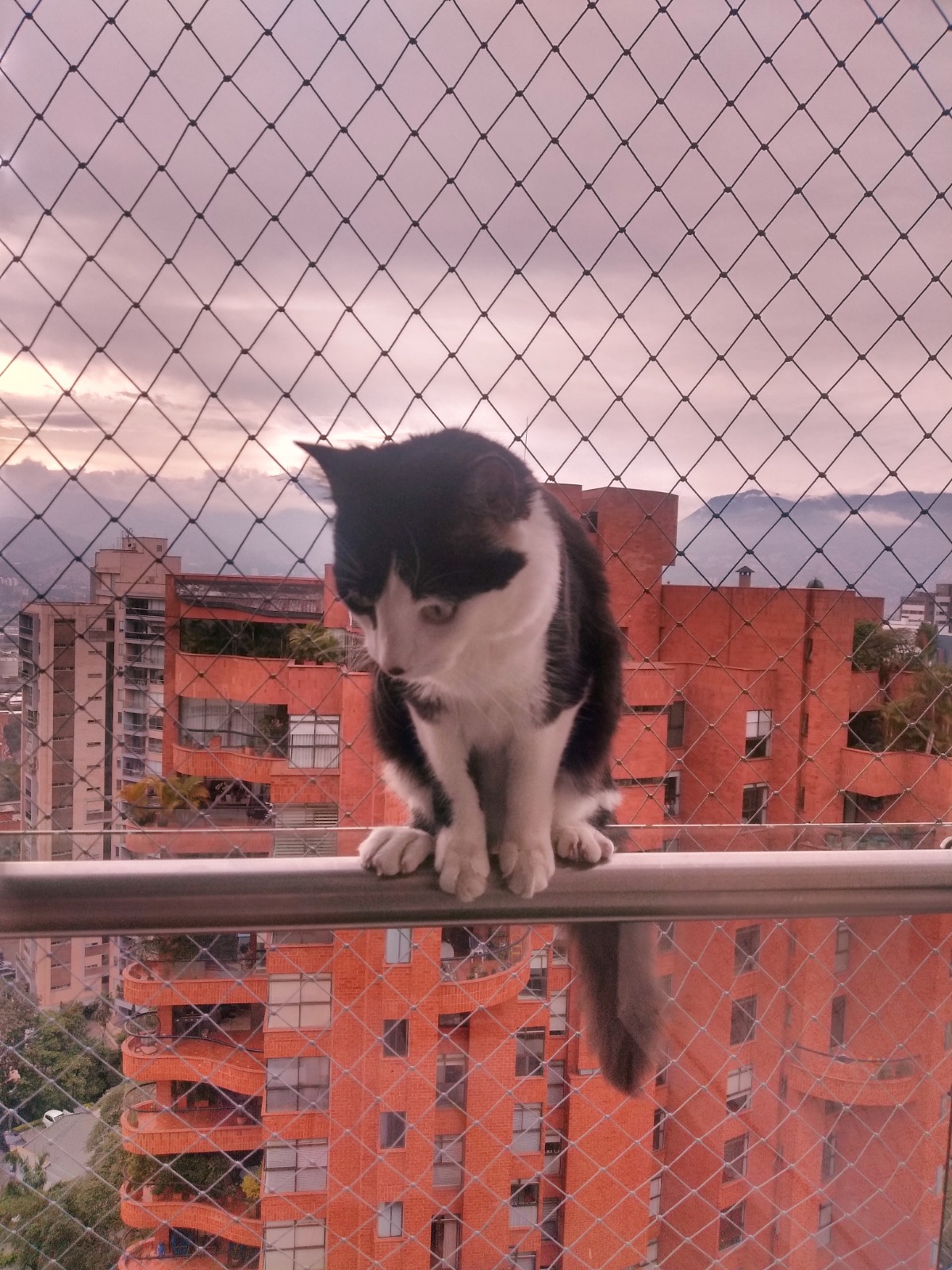 Instalación profesional de malla de seguridad #2